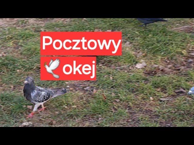 Czerwona Obrączka, Gołąb Pocztowy Pl 22 0353 19521 #gołębie @ewak7702