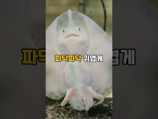 알고보면 무시무시한 가오리