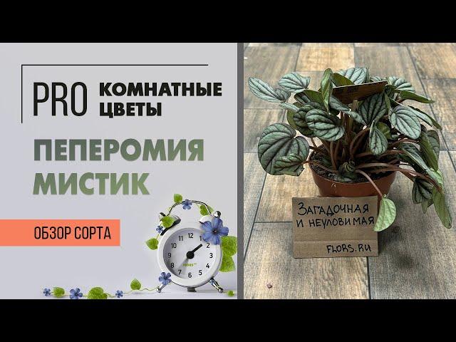 Обзор сорта. Пеперомия Мистик. Редкое по красоте комнатное растение для ценителей и любителей.