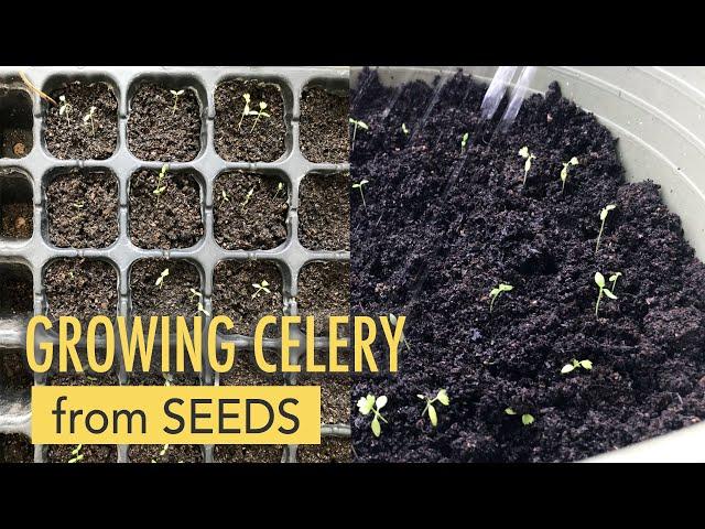 Try Growing Celery from Seeds!