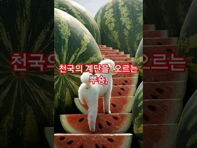 뿌숑의 마법 수박 왕국 #뿌숑모험 #수박판타지 #반려견 #애견영상  #cutedog #pets