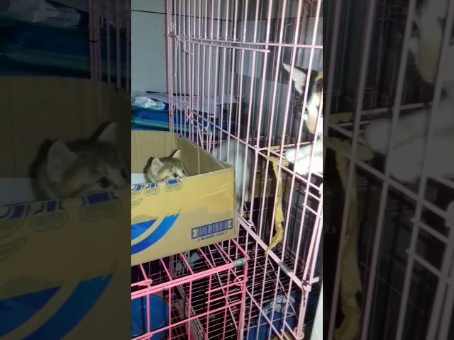 #funnycats     #kucinglucu    #animalslover     my cats' activities today