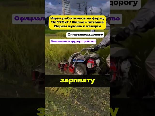Ищем работников на ферму в Подмосковье #вакансия #работа #трудоустройство #россия