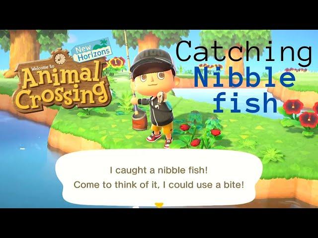 Catching Nibble Fish - Animal Crossing New Horizons