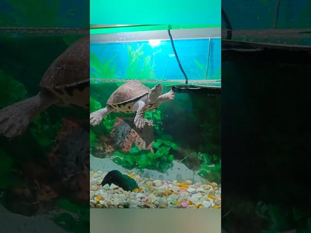 turtle aquarium