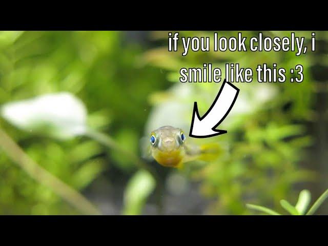 Setting up a Puffer Fish Tank