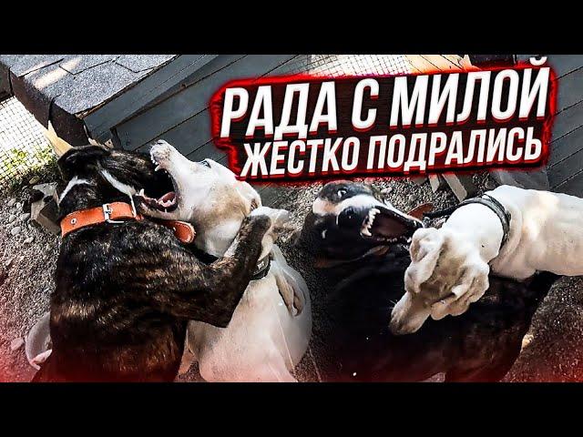 Жестко сцепились мои подобрыши Еле разняла. Подрались и котята. Вакцинация продолжается.