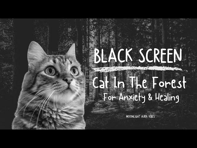 Cat Purring In The Forest   l  BLACK SCREN  l  FOR ANXIETY & HEALING  l  10 Hours of Sleep 