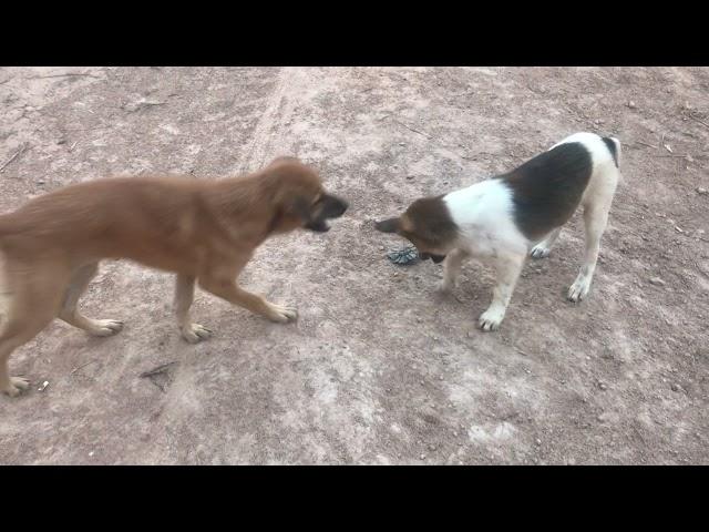 Rural Dogs Meeting in my Village #VillageDogs