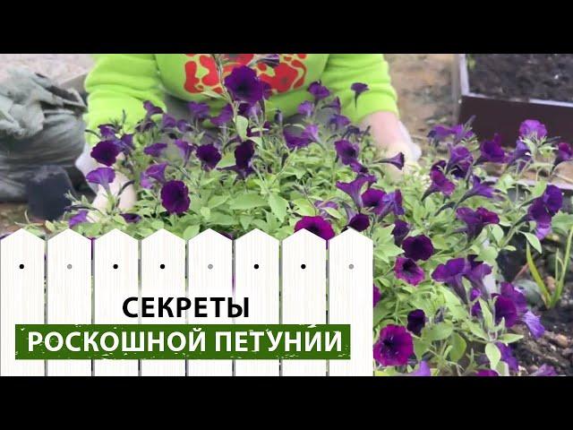 Чтобы петунии были пышные сделайте ЭТО! Что делать с покупной рассадой петунии?