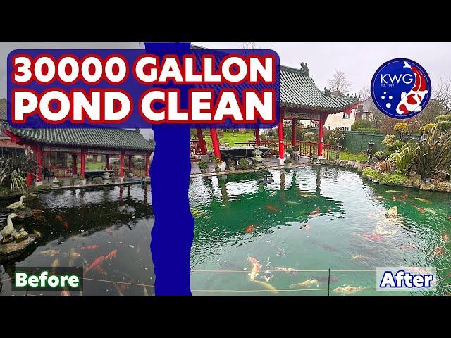 Why Your Koi Pond is Probably Dirtier Than You Think