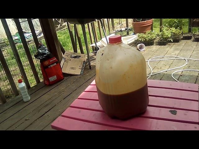 Follow up video on making your own EM1 effective microbes for plant and soil