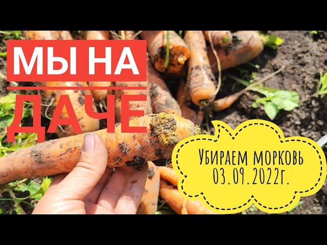 Обзор моркови осенью/Что у нас выросло#дача#сибирь#огород#морковь