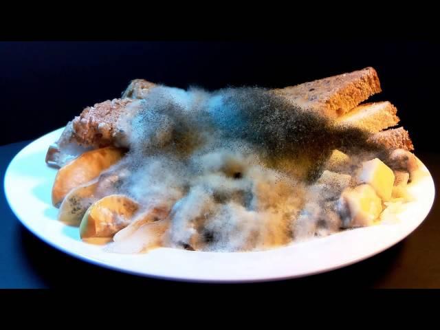 Raspberry Pi Time Lapse of Mold Growth on Food