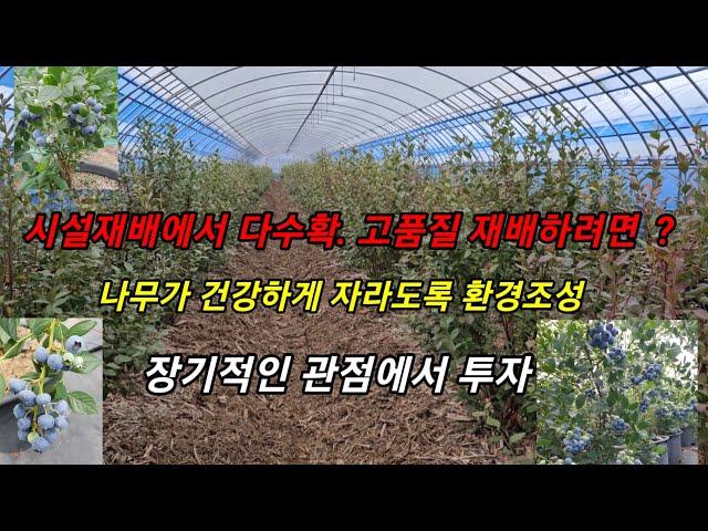 시설재배시 장기적인 관점에서 재배. 식물이 편하게 환경조성 #메도우락 전문농원 #메도우락묘목판매(010 8895 4161)