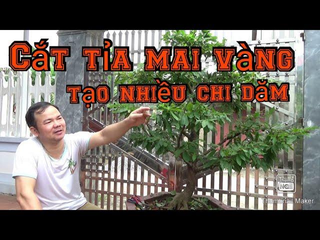 Hướng dẫn cắt tỉa tạo tán cây mai | Bonsai và làm vườn