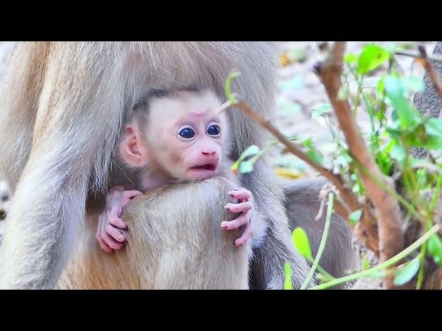 The cutest little monkey in the jungle!  #BabyMonkey #TooCute #WildBaby #NatureLove