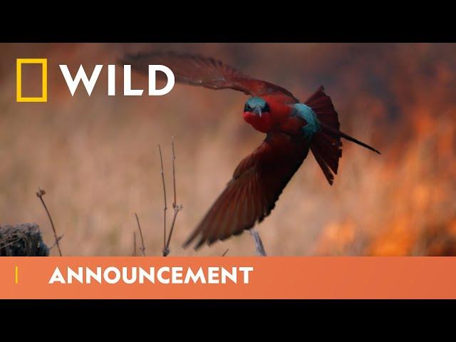 Extraordinary Creatures | Wild Africa | National Geographic Wild UK