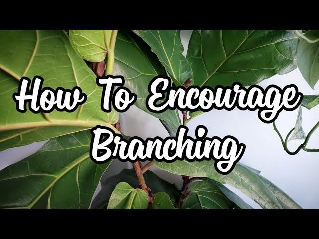 Fiddle Leaf Fig Branching