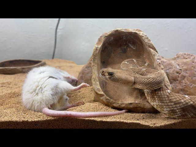 RED RATTLESNAKE INSTANTLY DROPS RAT WITH ONE STRIKE!!