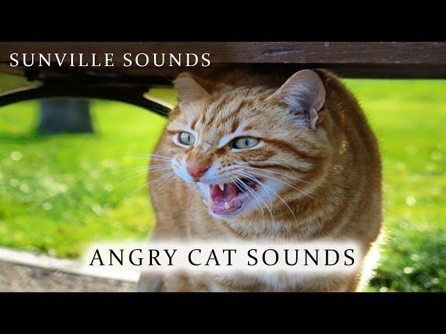 Angry Cat Sound - Scary | Animal Sounds with Peter Baeten