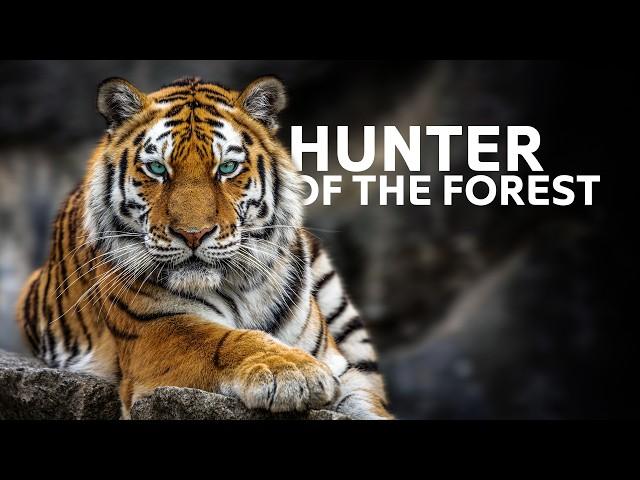 Surviving 24 Hours In The Jungle | Wildlife Documentary