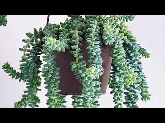 Top 10 hanging plants ️️