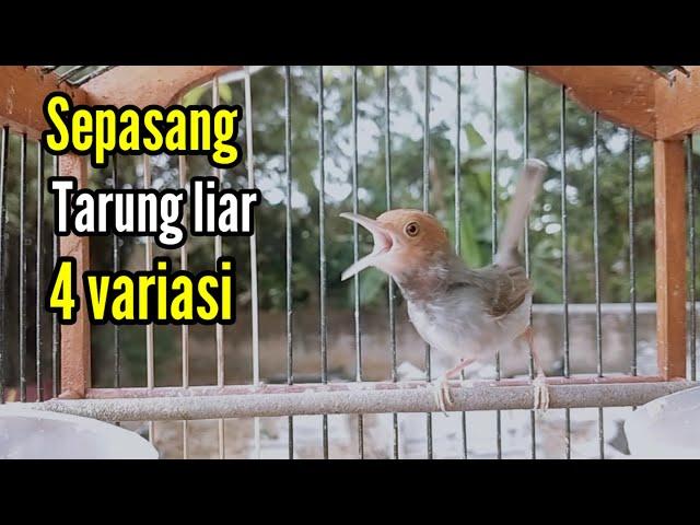 SERU !!, PRENJAK GACOR [ Sepasang Prenjak Gacor Tarung di Alam Liar, Lagu Bervariasi ]