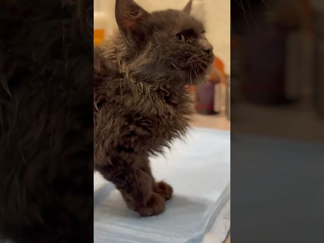 Emergency Rescue: Kitten’s Life Saved by Vet Team! #RescueMission #KittenCare #VeterinaryCare