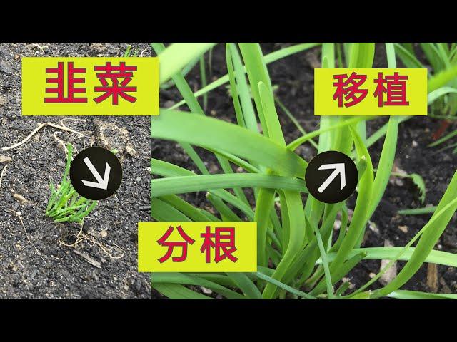 韭菜分根移植, 做对这一步, 韭菜一定发旺 | Root transplanting of leeks, do this step right, leeks must be prosperous