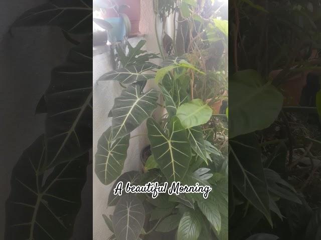 #nature #relaxing #plants #home #houseplants #housedesign #homedecor #balcony #flowers #friday