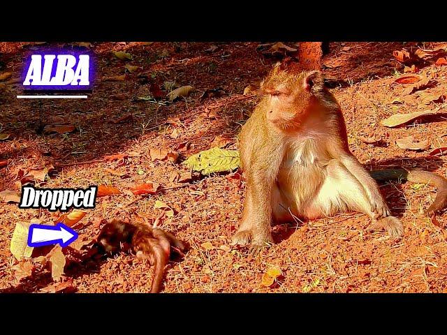 Baby Monkey ALBA Like Drama So Hungry Milk | ANNA not give milk for Baby Monkey ALBA, She Can't Get