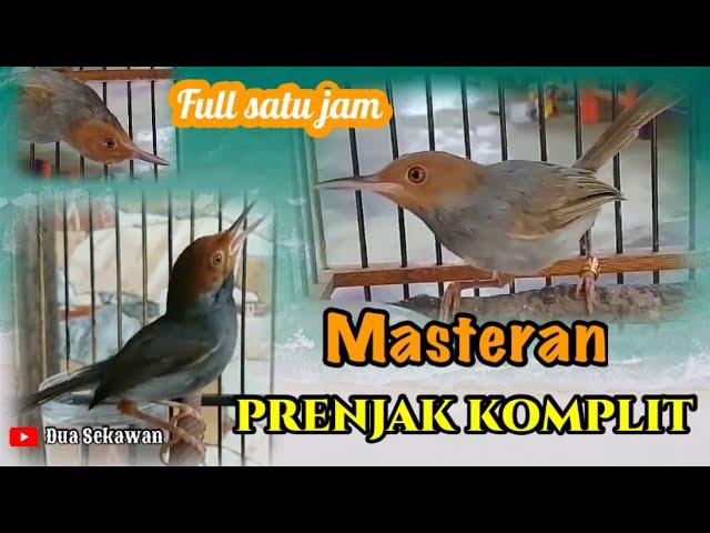 Masteran PRENJAK full isian cocok buat pemikat