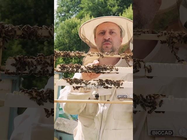Как получают маточное молочко #пчелы #маточноемолочко #обзор  #bee #алиэкспресс