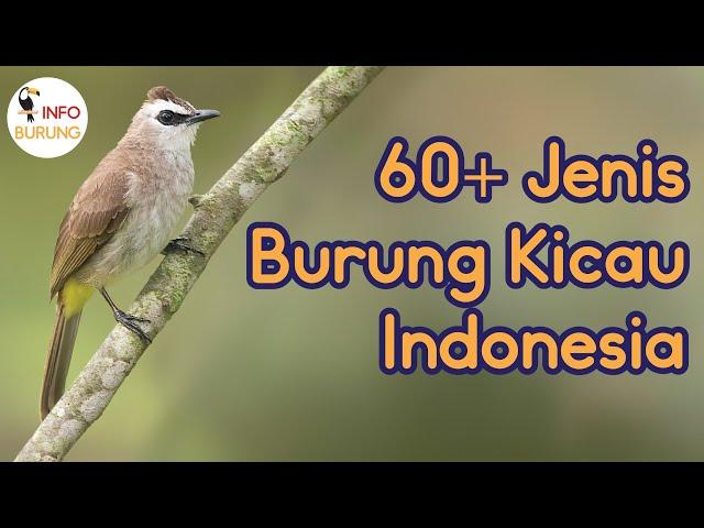 60+ Jenis Burung Kicau Indonesia