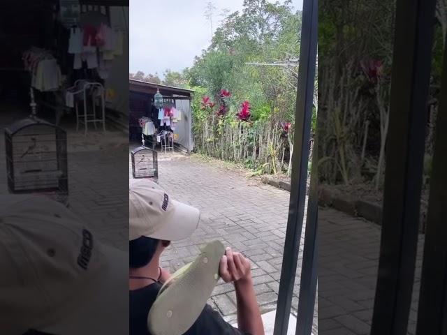 #muraibatu #kicaumania #masukberanda #muraibatumedan #masti #birds