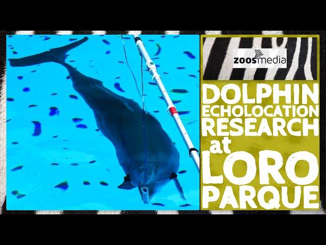 Loro Parque: Cylinder Research with DOLPHINS  | zoos.media