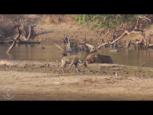 Shenton Safaris: One lion vs a clan of hyena