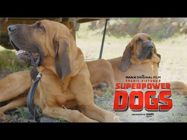 Meet Tipper & Tony | Superpower Dogs | An IMAX® Original Film