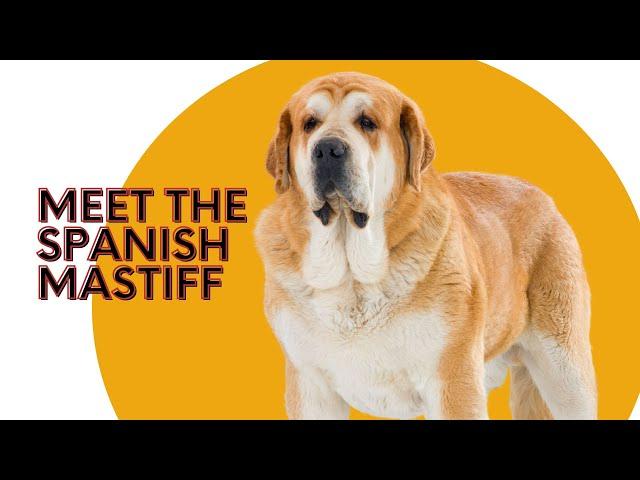 Meet the Spanish Mastiff - A Big, Loyal, and Fearless Guardian Dog