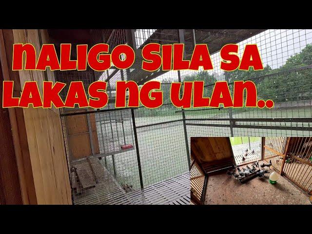 inabutan Ako ng malakas na ulan sa loft | Lumalakas na Ang mga Inakay