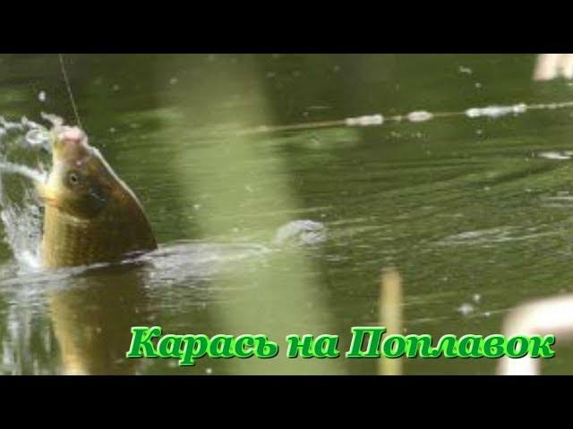 Осенние Караси на поплавок