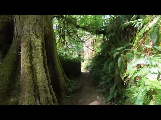 Rain Forest Nature Trail