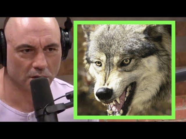 Joe Rogan - I'm Fascinated by Wolves!!