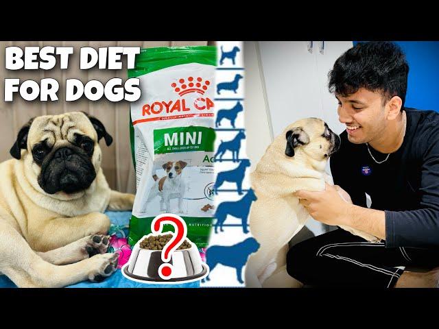 Best Diet For Pugs (Puppy To Adult) 100% Effective | Pug Diet Plan | Diet For Pug | Pug Puppy Diet