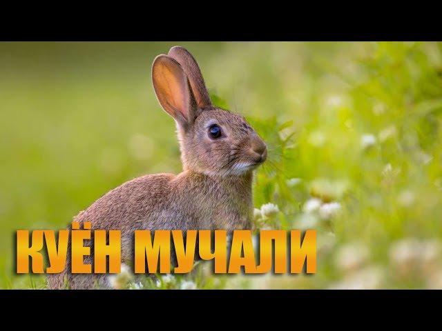 Мучаллар - Куён мучали хакида