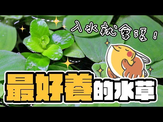 你的草缸好夥伴超好養的工具水草就是他！｜AC草影水族 Simple and easy to cultivate tool aquatic plants!