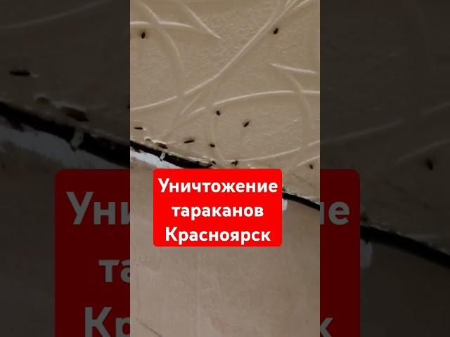 Уничтожение тараканов Красноярск. #дезинсекциякрасноярск