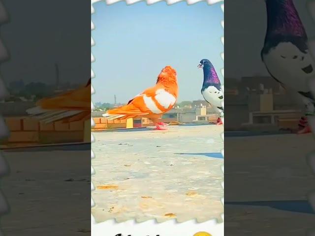 Kabutar Kabootar Pigeon birds #pigeon #kabootar #shorts #short #youtubeshorts