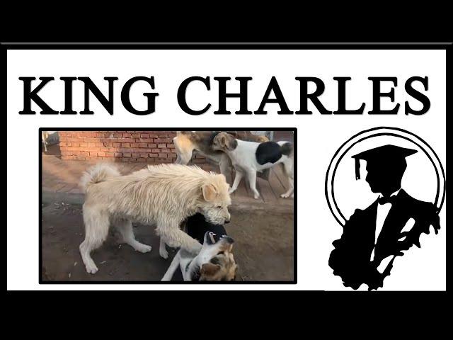 Meet King Charles, The Alpha Dog